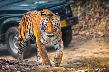 Jim Corbett Jungle Safari Tour