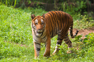 Sundarban Wildlife Tour