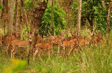 Nepal Wild Nature Tour