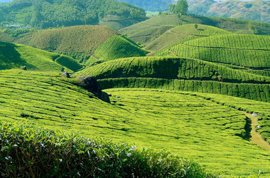 Amazing Munnar