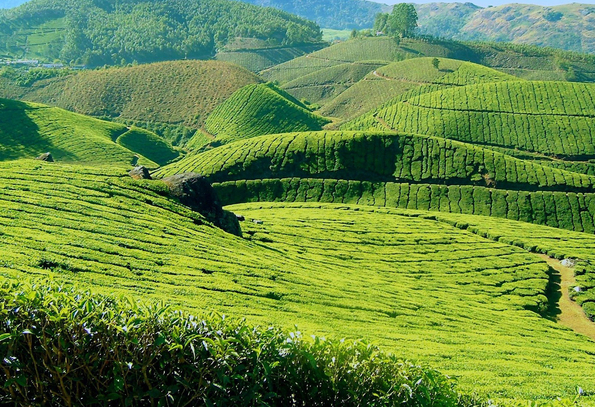 Amazing Munnar