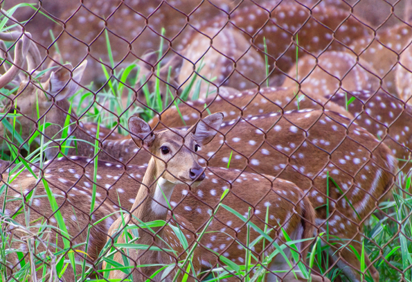Famous Odisha Wildlife & Buddhist Tour