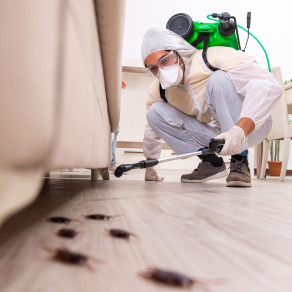 Professional cockroach extermination service