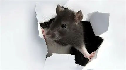 Professional rodent control services in Odessa, TX - mouse and rat extermination