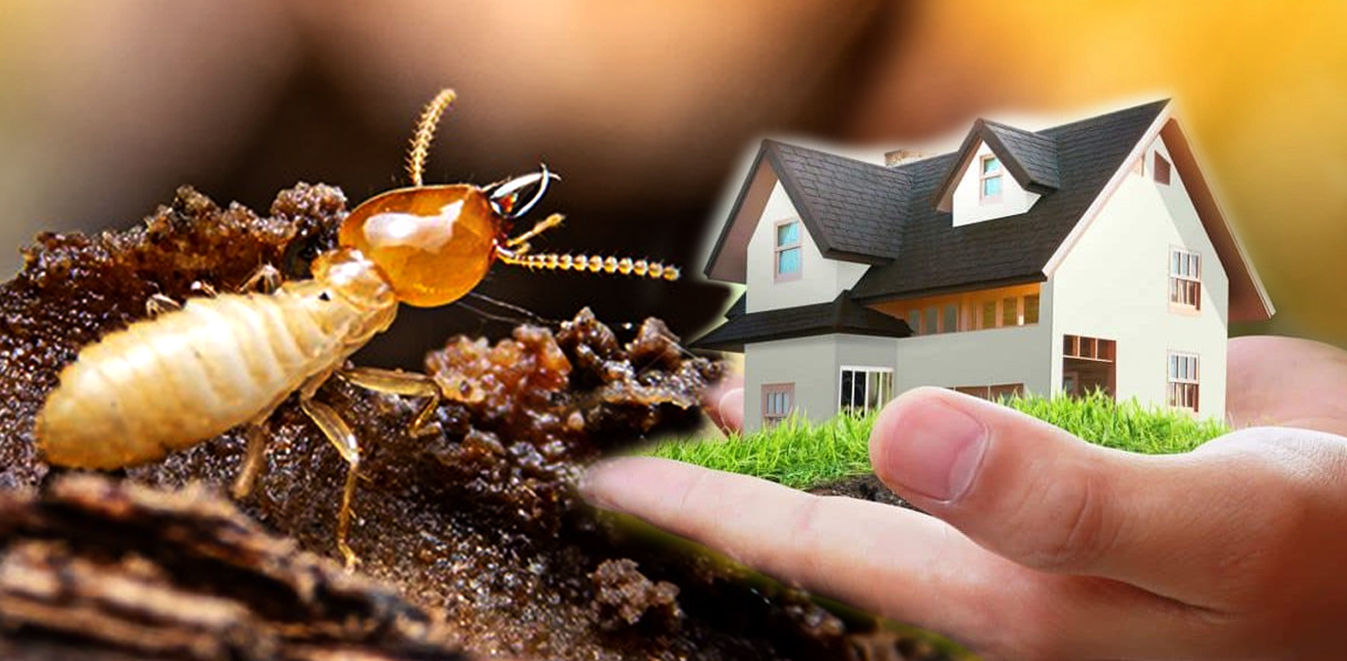 Professional termite control services in Arlington, VA