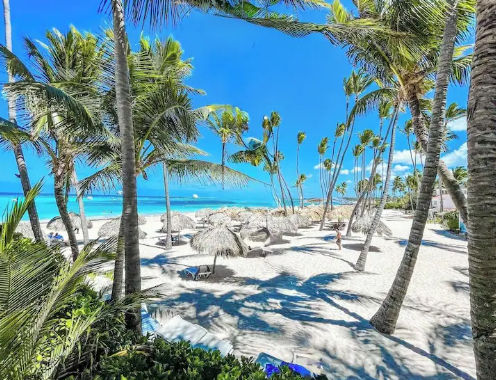 Tropical white sand beach in Punta Cana with numerous palm trees, thatched umbrellas and the Caribbean Sea in the background under a clear sky.