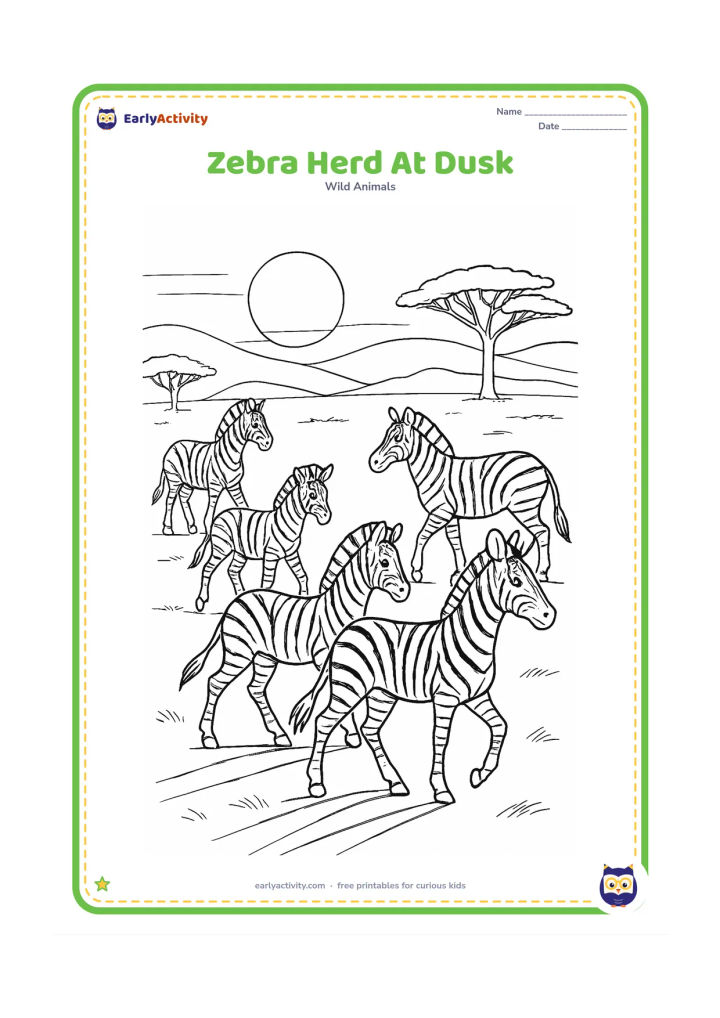 Colouring page: Draw a herd of five zebras moving across a broad grassland at dusk, with two adults, two young zebras and one zebra looking back. Add a large low sun, long shadows, acacia silhouettes…