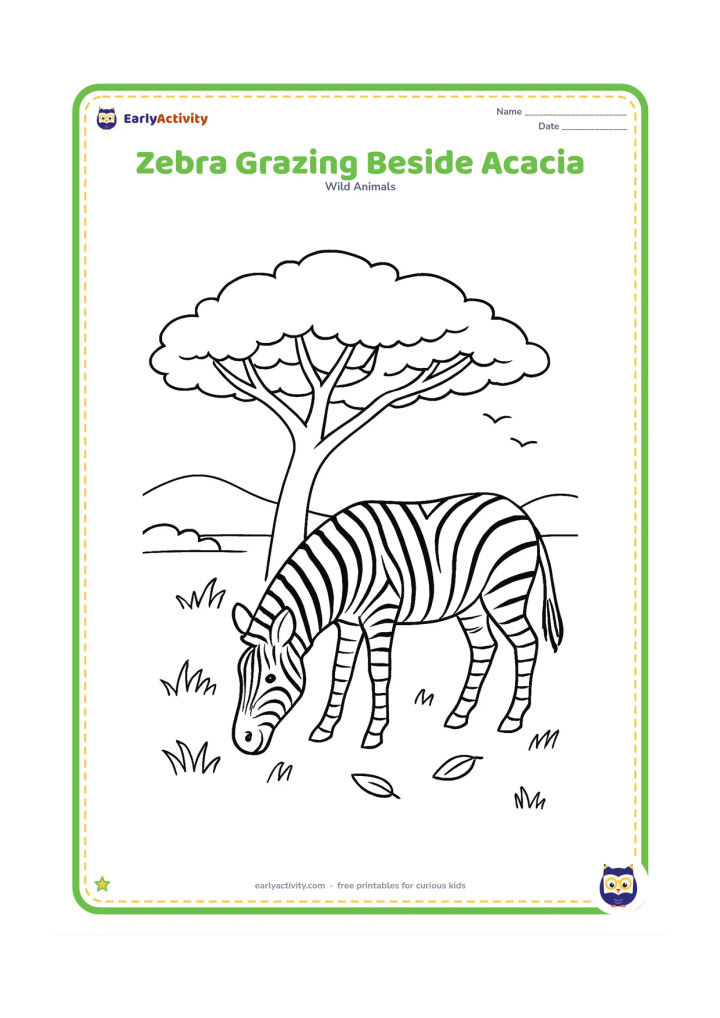 Colouring page: Draw one zebra grazing beneath a wide acacia tree, with its head lowered and tail visible. Include layered grassland, a few fallen leaves, distant hills and two small birds in the sky.