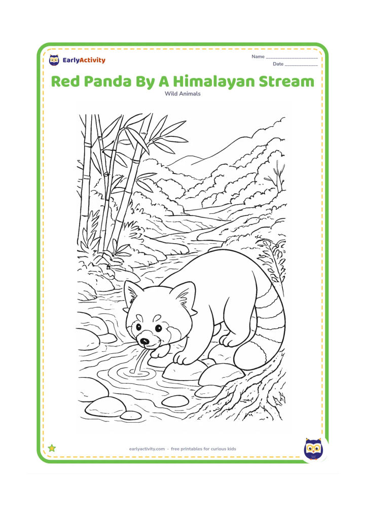 Colouring page: Draw a red panda drinking from a clear mountain stream while standing on smooth stones. Include bamboo along the bank, ferns, mossy tree roots, a small cascade and layered forest slopes.