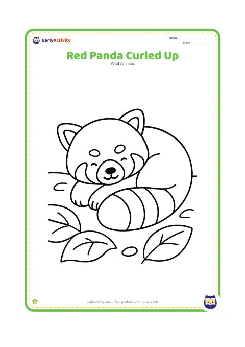 Colouring page: Draw a red panda curled into a round sleeping shape on a leafy forest floor, with its ringed tail wrapped around its body. Add three large ground leaves and one simple pebble.