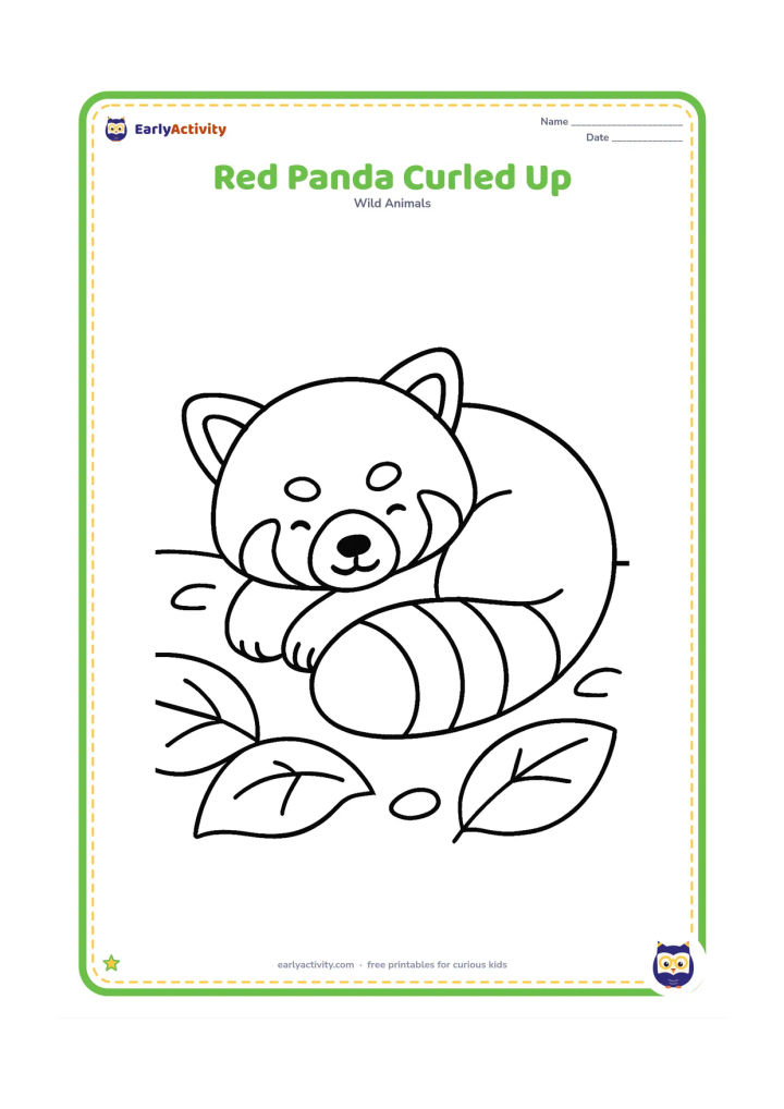 Colouring page: Draw a red panda curled into a round sleeping shape on a leafy forest floor, with its ringed tail wrapped around its body. Add three large ground leaves and one simple pebble.