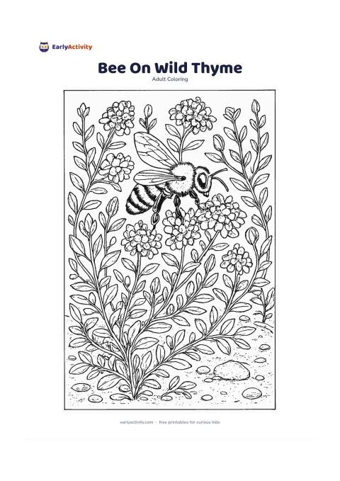 Colouring page: Draw a bee collecting nectar from tiny wild thyme flowers surrounded by low leaves, winding stems, and small stones. Include several unopened buds and a patch of bare soil.