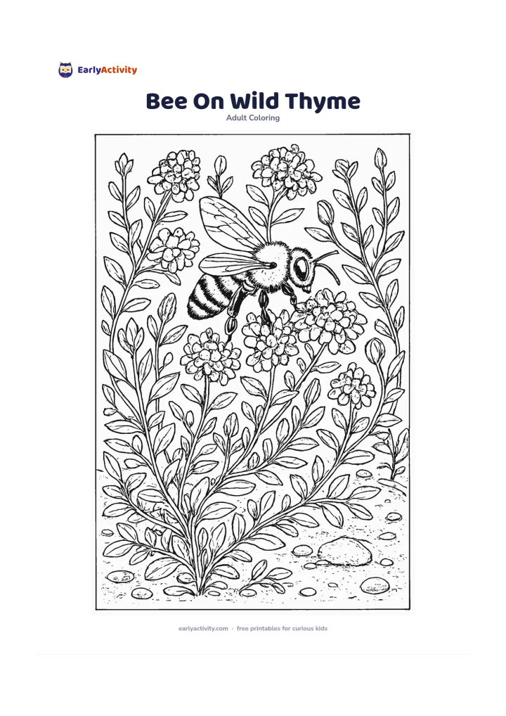 Colouring page: Draw a bee collecting nectar from tiny wild thyme flowers surrounded by low leaves, winding stems, and small stones. Include several unopened buds and a patch of bare soil.