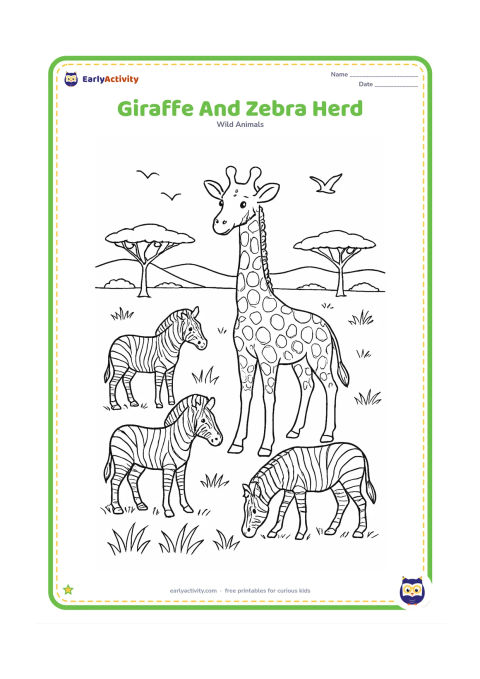 Colouring page: A giraffe stands among several friendly zebras in a broad grassland. Include layered grasses, acacia trees, distant hills, birds and varied animal poses such as standing, walking and…