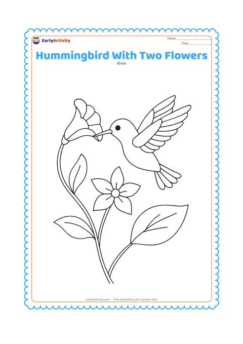 Colouring page: A hummingbird moves between two different flowers, one trumpet-shaped and one star-shaped, with its wings beating and tail fanned. Add a curving stem and broad leaves.