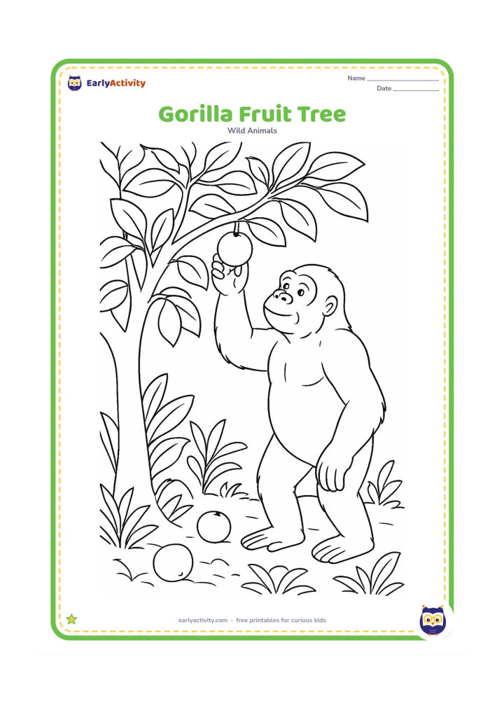 Colouring page: A standing gorilla reaches up to pick fruit from a low branch while another fruit hangs beside its hand. Show a richly branched tree, broad leaves, fallen fruit and ground plants.