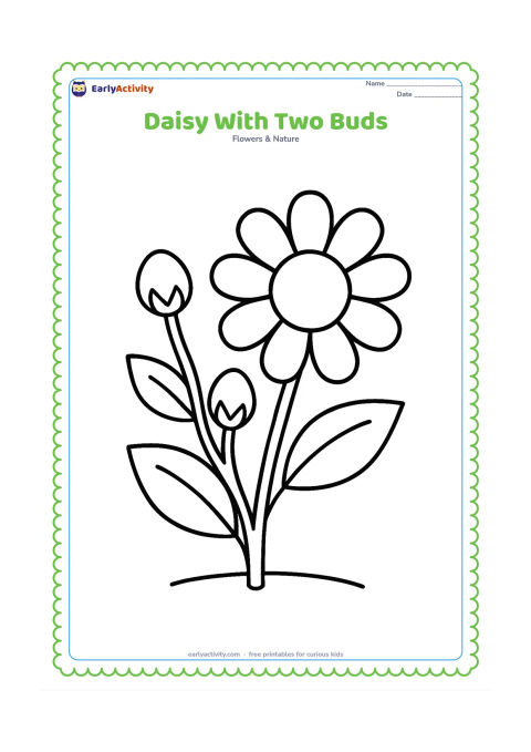 Colouring page: Draw one open daisy beside two round unopened buds on a shared stem. Include three large leaves and a short curved line showing the ground.