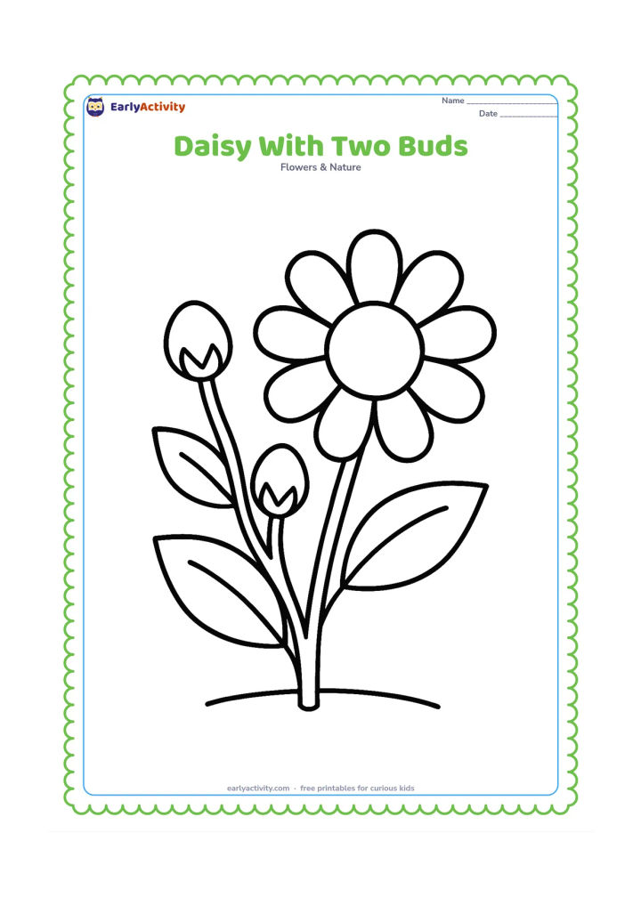 Colouring page: Draw one open daisy beside two round unopened buds on a shared stem. Include three large leaves and a short curved line showing the ground.