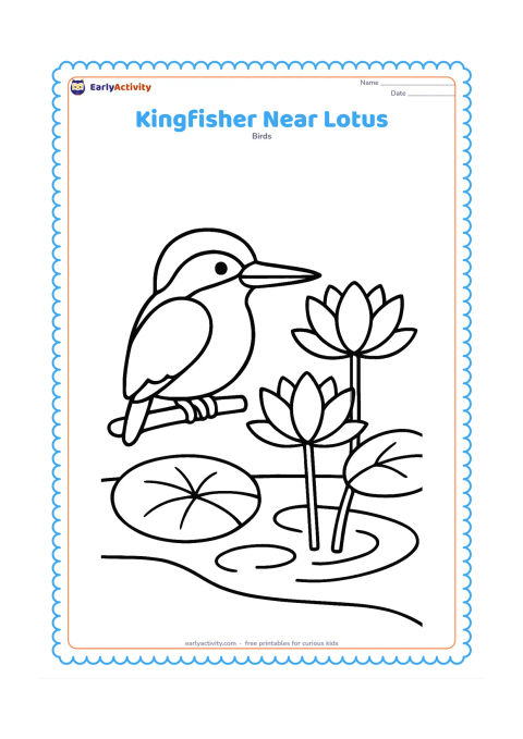 Colouring page: A kingfisher sits on a short stick beside a lotus pond. Include two large lotus flowers, several broad leaves and a gently curved water edge.