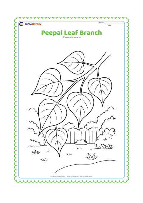 Colouring page: A branch from a peepal tree extends diagonally across the page with several heart-shaped leaves, long tips and visible stems, set against a quiet garden.