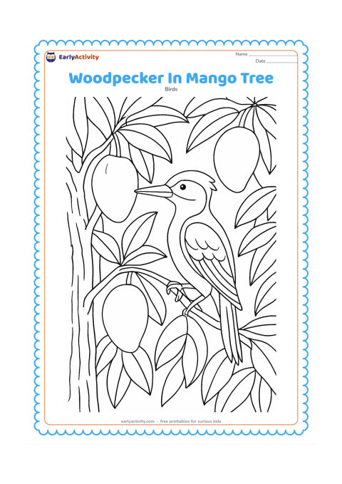 Colouring page: A woodpecker perches among mango tree branches, with several large mangoes and layered leaves around it. Show the bird looking toward one textured patch of bark.