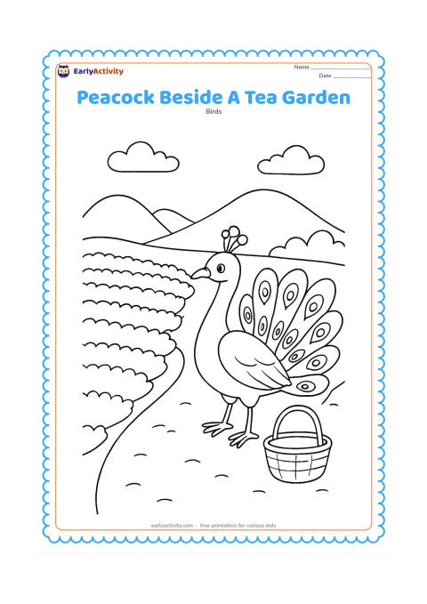 Colouring page: A peacock stands on a path beside neat rows of low tea plants and a simple basket. Add distant rounded hills and a few clouds.