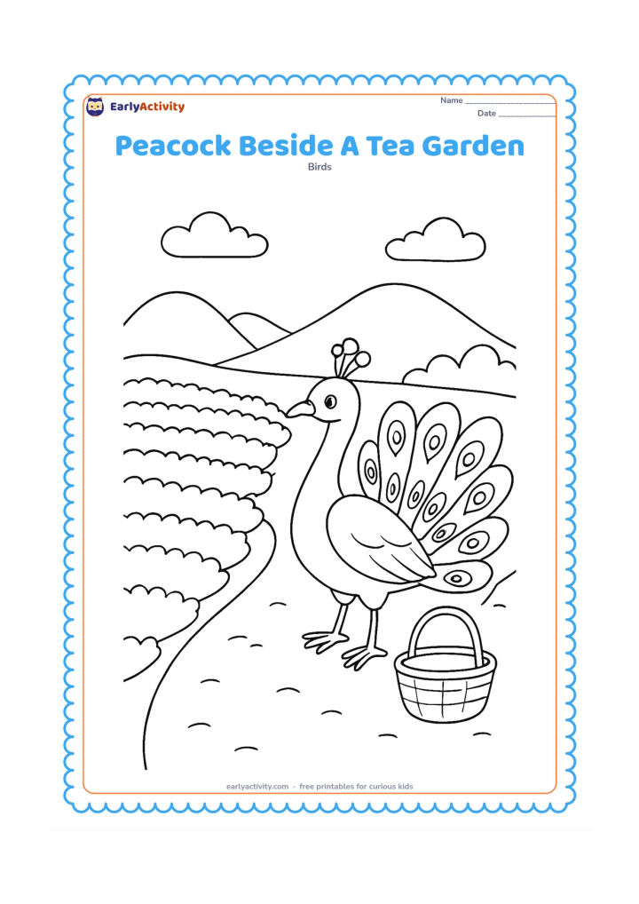 Colouring page: A peacock stands on a path beside neat rows of low tea plants and a simple basket. Add distant rounded hills and a few clouds.