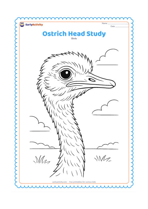 Colouring page: A large close-up of an ostrich head and long neck fills the page in profile, showing the eye, beak, soft feather layers and subtle skin texture. Add a small portion of open sky and grass…