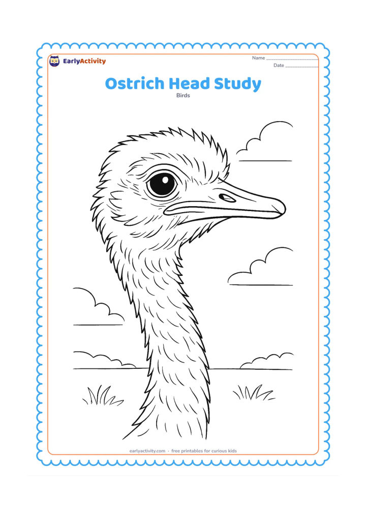 Colouring page: A large close-up of an ostrich head and long neck fills the page in profile, showing the eye, beak, soft feather layers and subtle skin texture. Add a small portion of open sky and grass…