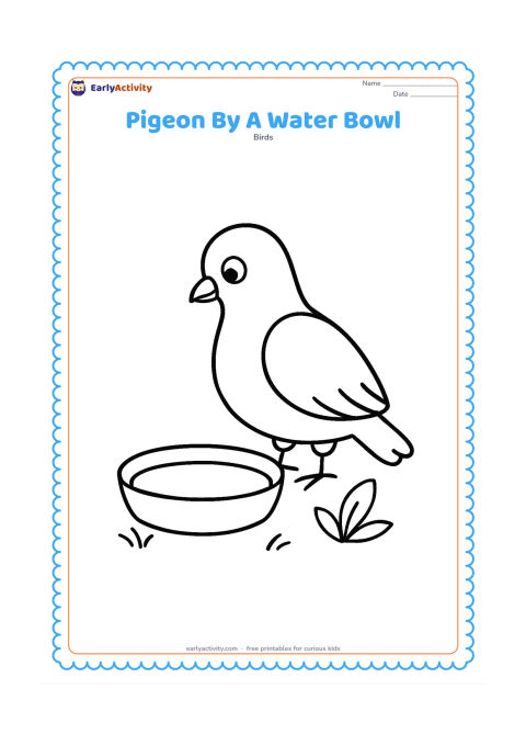 Colouring page: A pigeon stands beside a shallow round water bowl, looking down toward it. Add a small patch of grass and two simple leaves around the bowl.