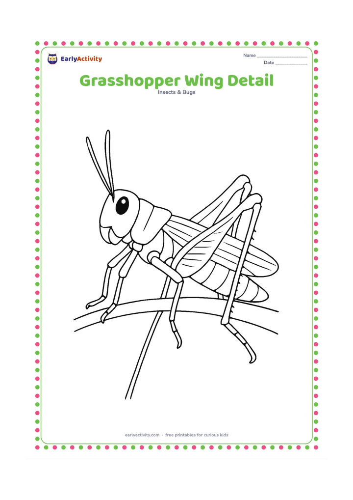 Colouring page: Draw a close side view of a grasshopper standing on a stem, emphasizing the overlapping forewing, veined hindwing edge, segmented abdomen, antennae, and leg joints.