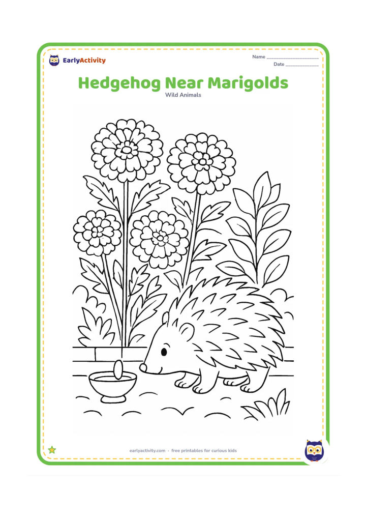 Colouring page: Draw a hedgehog sniffing a row of large marigold flowers in an Indian garden. Add a low brick-edged flower bed, leafy plants and a small earthen lamp with no flame detail.
