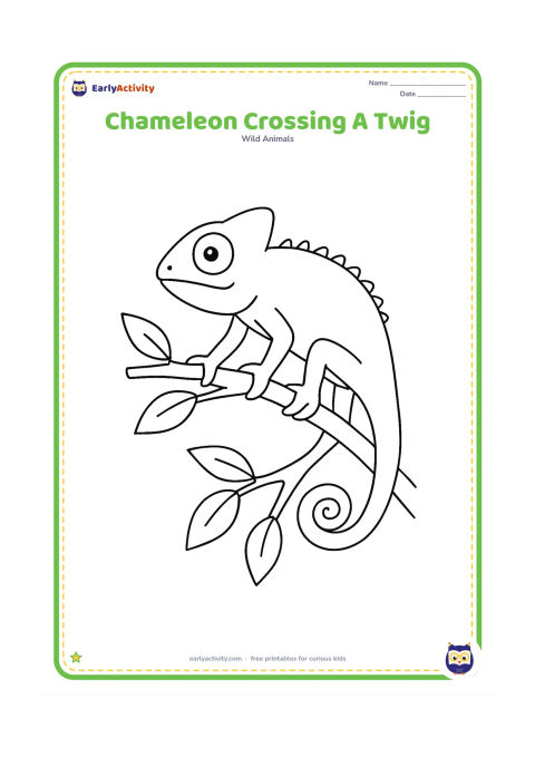 Colouring page: A chameleon walks carefully across a forked twig, with each foot gripping a different part of the branch and its tail curled around the lower fork. Add leaves at both sides.