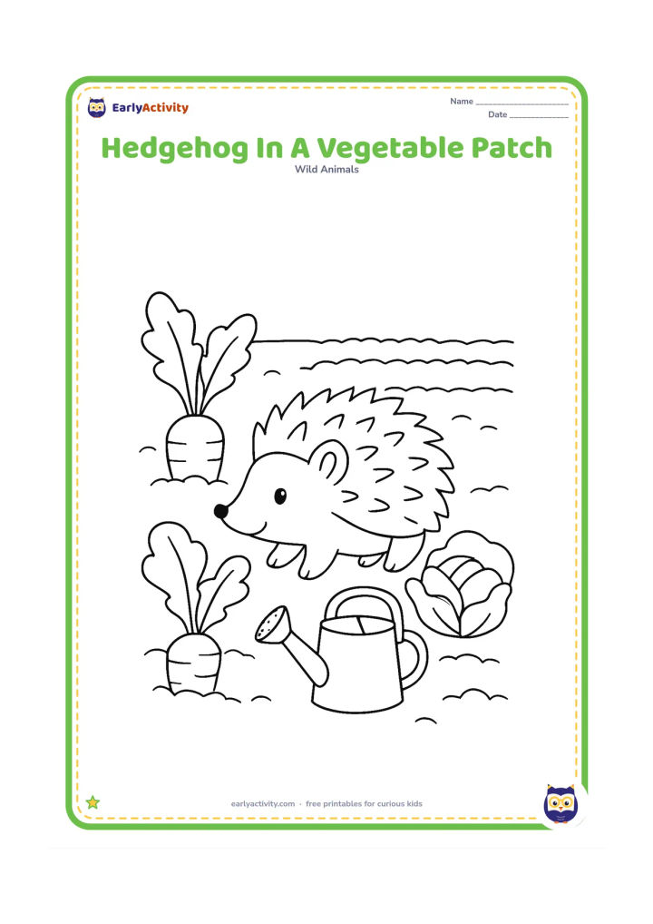 Colouring page: Draw a hedgehog exploring a vegetable garden with broad carrot tops, a cabbage and a watering can nearby. Show two neat rows of soil behind the animal.