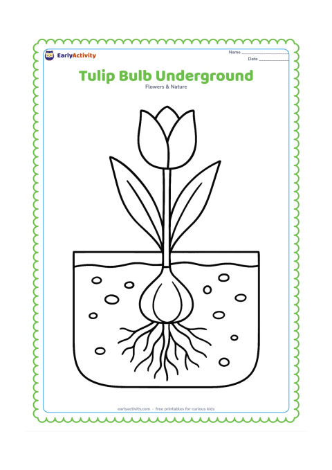 Colouring page: Draw a cutaway garden scene showing a tulip bulb under a soil line, roots below it and a stem rising to a flower above ground. Add two leaves and a few simple soil pebbles.