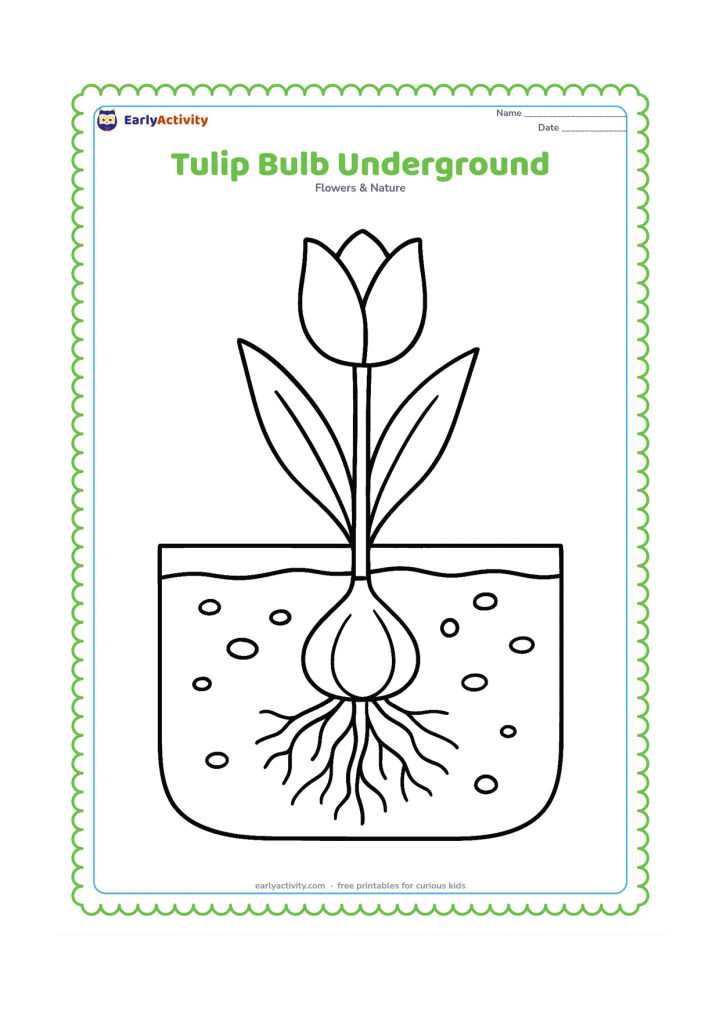 Colouring page: Draw a cutaway garden scene showing a tulip bulb under a soil line, roots below it and a stem rising to a flower above ground. Add two leaves and a few simple soil pebbles.