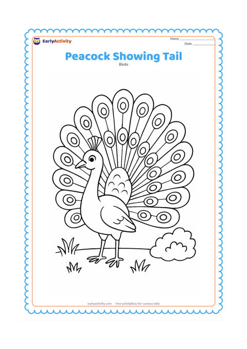 Colouring page: A male peacock turns slightly to the side while spreading his train into a broad fan. Add several medium-sized eye-like marks, a few grass clumps, and a low bush.