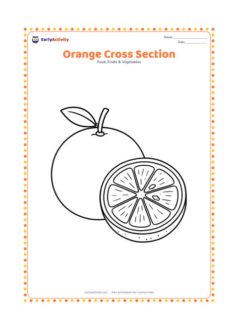 Colouring page: Draw a large whole orange beside a detailed half orange showing peel, white pith, juicy segments and a few seeds. Add a small leaf and stem for comparison.