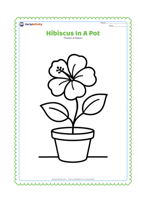 Colouring page: Draw a single hibiscus plant growing from a wide flower pot, with one open bloom, two large leaves, and a simple curved stem. Place the pot on a clear ground line.