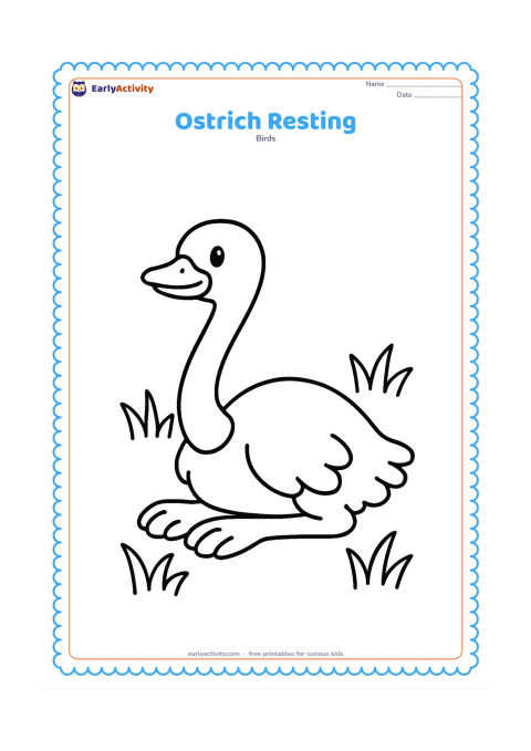 Colouring page: An ostrich rests on the ground with its long neck gently curved upward and its legs tucked beside its body. Include a few wide grass shapes around it.