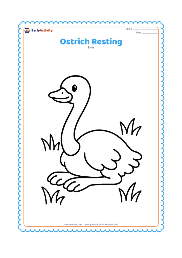 Colouring page: An ostrich rests on the ground with its long neck gently curved upward and its legs tucked beside its body. Include a few wide grass shapes around it.