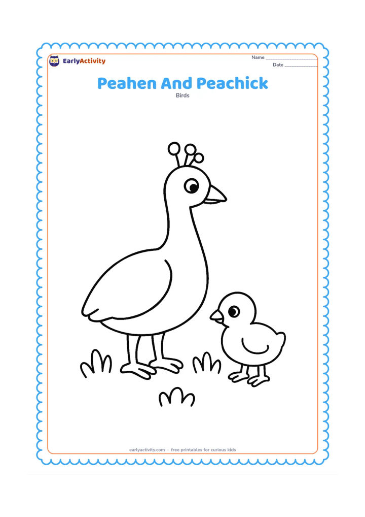 Colouring page: A peahen stands beside one small peachick near a few rounded grass clumps. Give the peahen a short tail and the peachick a fluffy rounded body.