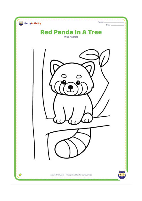 Colouring page: Draw a red panda sitting on a low, thick branch with its long striped tail hanging down. Add a simple tree trunk and two large leaves, without a busy background.