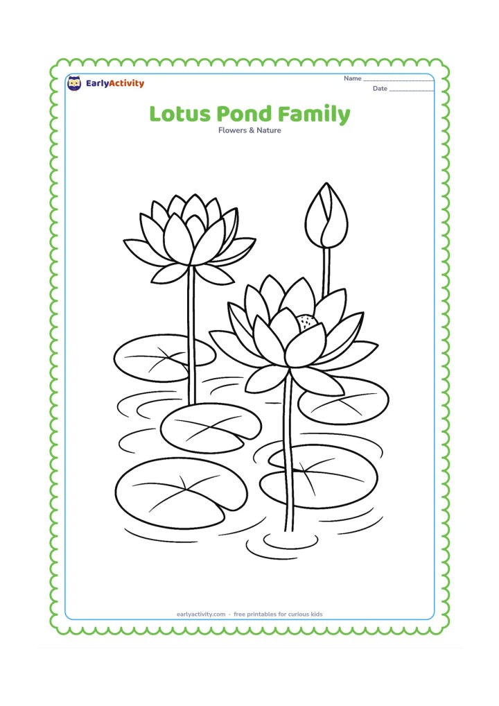 Colouring page: Draw three lotus flowers at different stages, one open, one half-open and one bud, growing together in a pond with several round leaves. Add gentle overlapping water ripples.