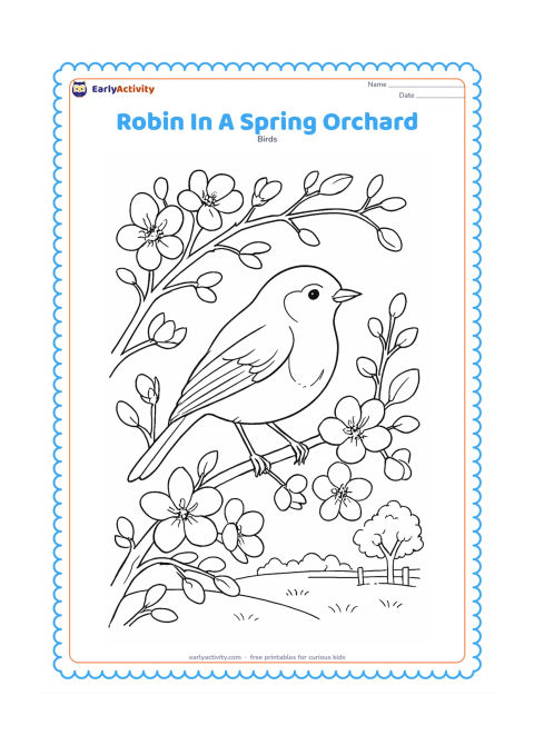 Colouring page: Draw a robin perched on a flowering fruit-tree branch in spring, surrounded by blossoms, buds and curling twigs. Show a grassy orchard with a low fence and another tree in the distance.