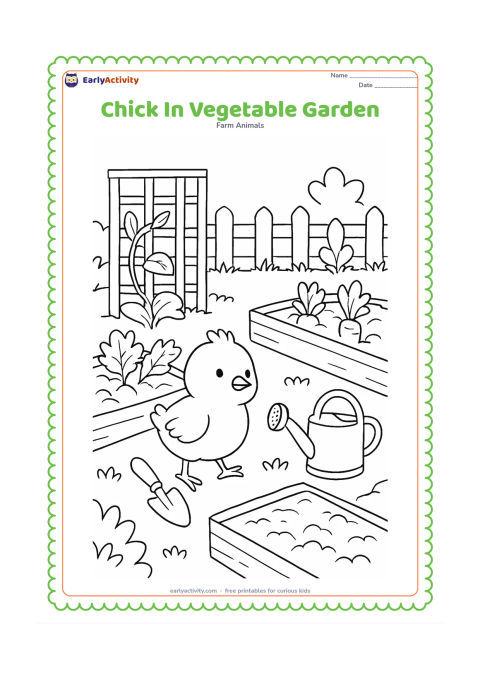 Colouring page: Draw a chick moving between neat vegetable beds with a small hand trowel nearby. Include leafy plants, carrots partly above the soil, a watering can, a trellis, and a low fence.