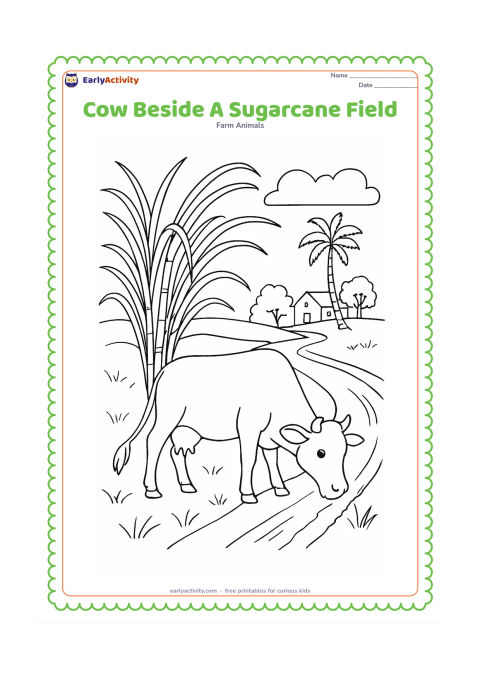 Colouring page: A cow grazes beside tall sugarcane plants, with a narrow farm path, a small irrigation ditch, a palm tree, and a distant farmhouse. Show several sugarcane leaves bending above the cow.