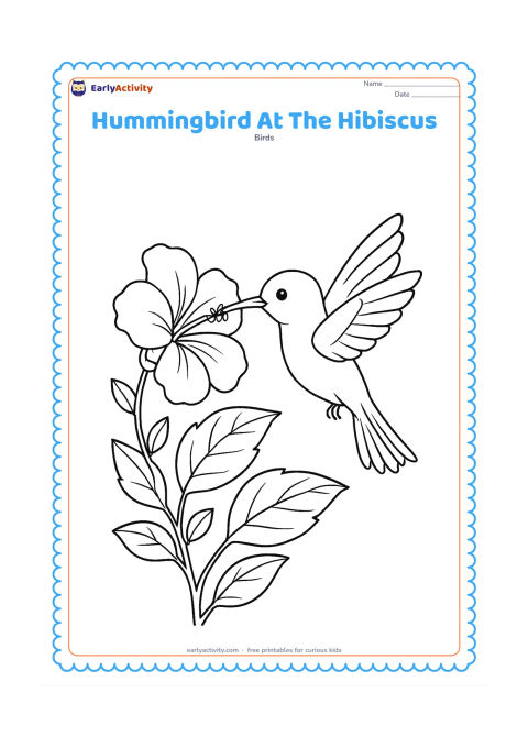 Colouring page: A hummingbird reaches into a large hibiscus flower growing from a leafy garden plant. Show the bird in side view with its long bill, spread wings and separated tail feathers.