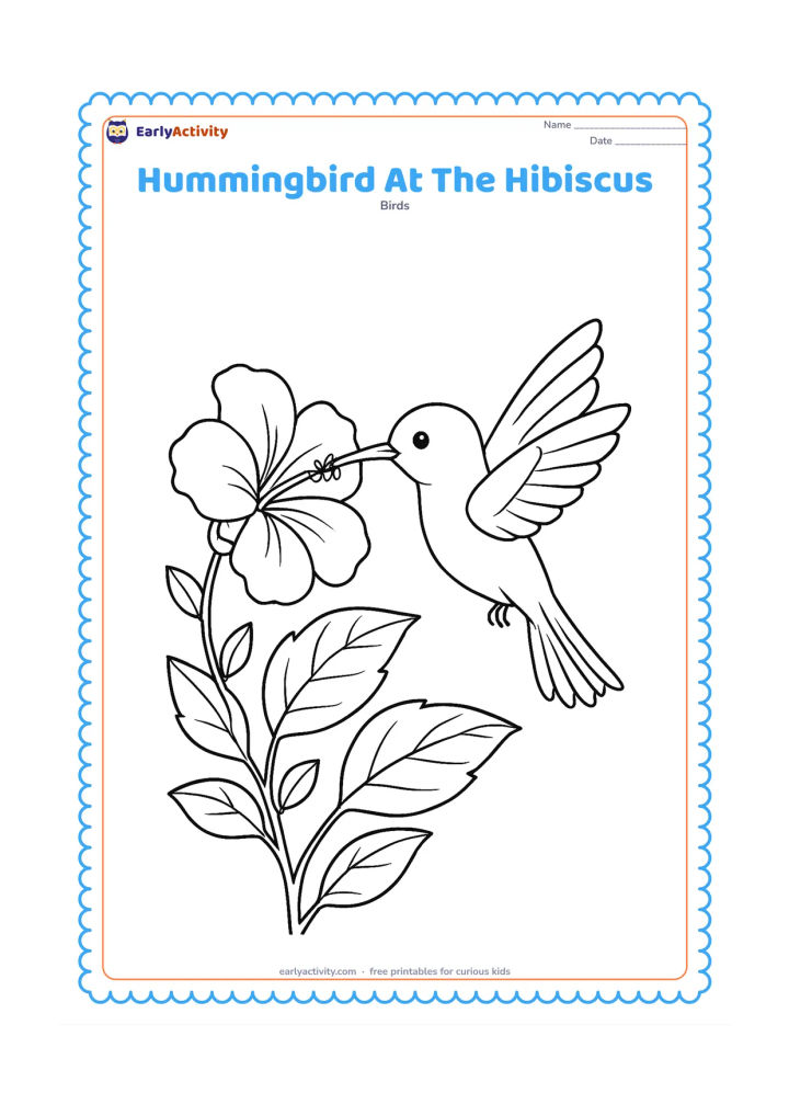 Colouring page: A hummingbird reaches into a large hibiscus flower growing from a leafy garden plant. Show the bird in side view with its long bill, spread wings and separated tail feathers.