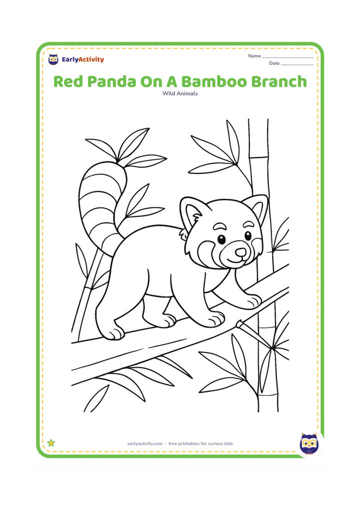 Colouring page: Draw a red panda carefully walking along a sloping bamboo branch with its tail lifted for balance. Surround it with several bamboo leaves and a distant tree trunk.